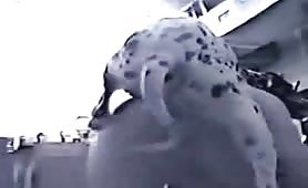 Dalmatian dog sex porn