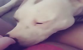 pussy licking puppy