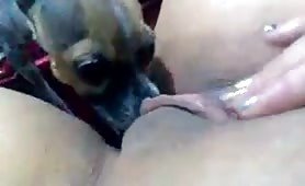 small dog licking pussy