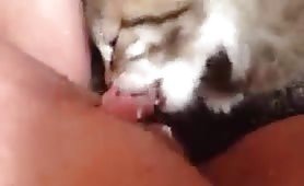 kitten licking coconut oil off my clit and pussy lips