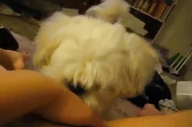 Cute little puppy licking some pussy - LuxureTV (2)