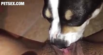 Dog Lick Pussy 9 - ZooSkool Videos - Bestiality sex