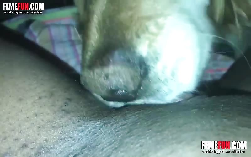 Dog licks black pussy - Exlcusive Amateur beastiality Only R