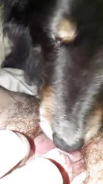 El perro lame mi clitoris - ZooSkool Videos - Bestiality sex