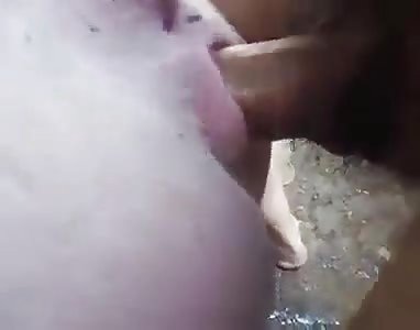 Man fucks pig and loves the feeling of the tight pussy