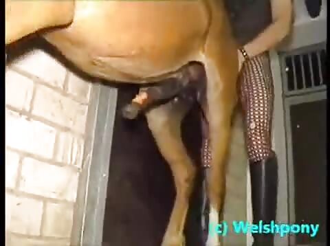 male horse fucked