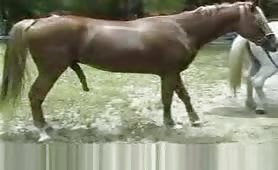 Horse cum shots Video