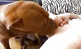 Dog licking chicks nice tight pussy