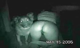 Dog sex at midnight hour