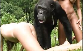 Monkey