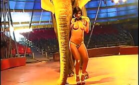 Elephant