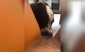 Hot zoophile lets family dog lick her pussy