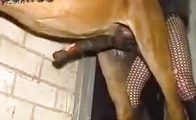 Horse fucked then given handjob