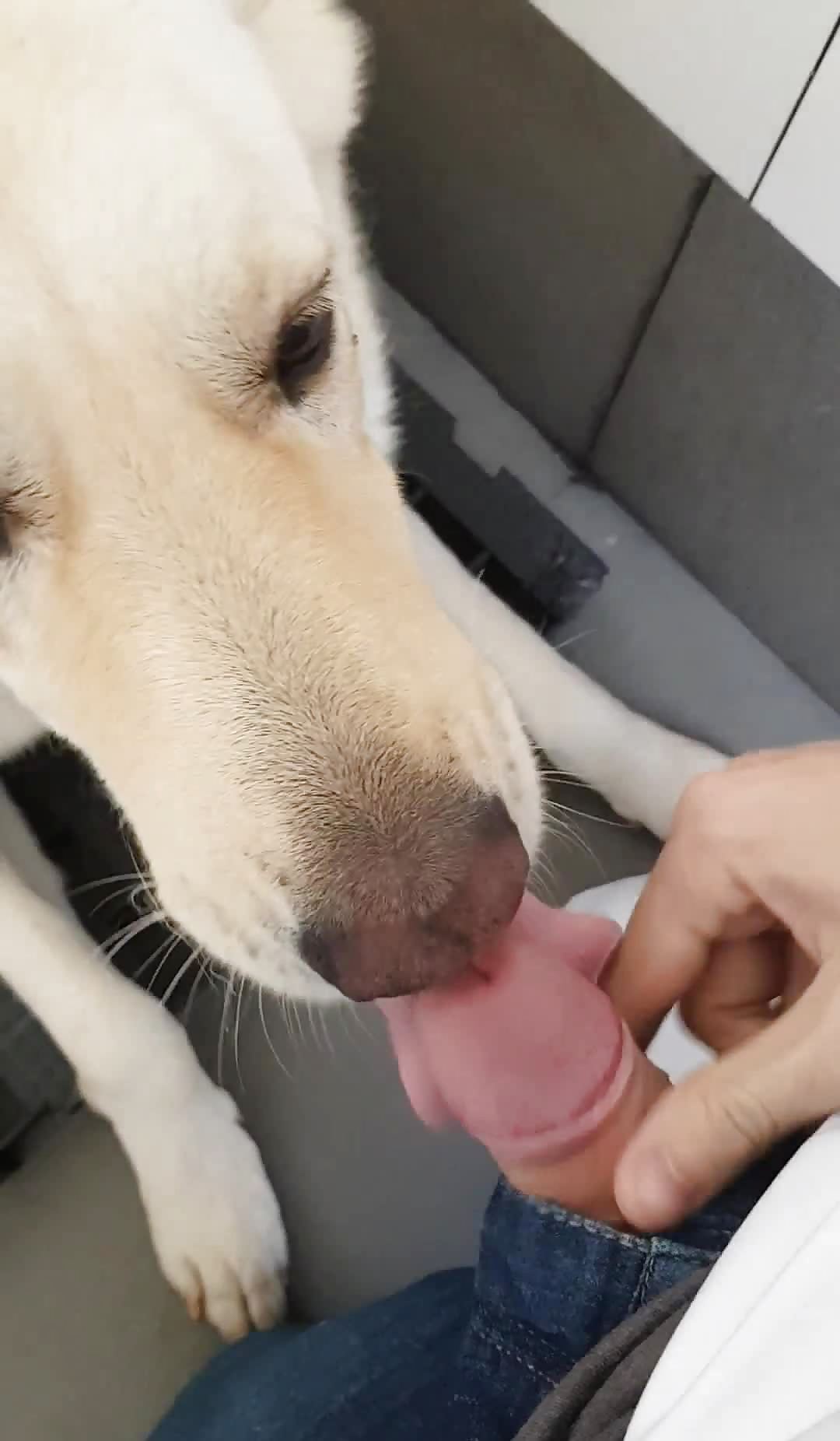 Dog licking my cock