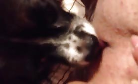 puppy eating my pussy