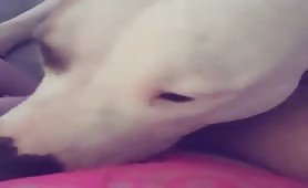 pussy licking puppy