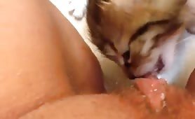 kitten licking coconut oil off my clit and pussy