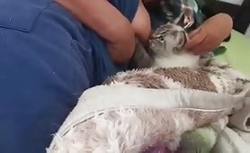 cat breastfeeding