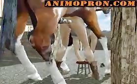 horse anal