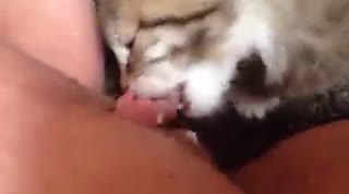 Кот Лижет Порно