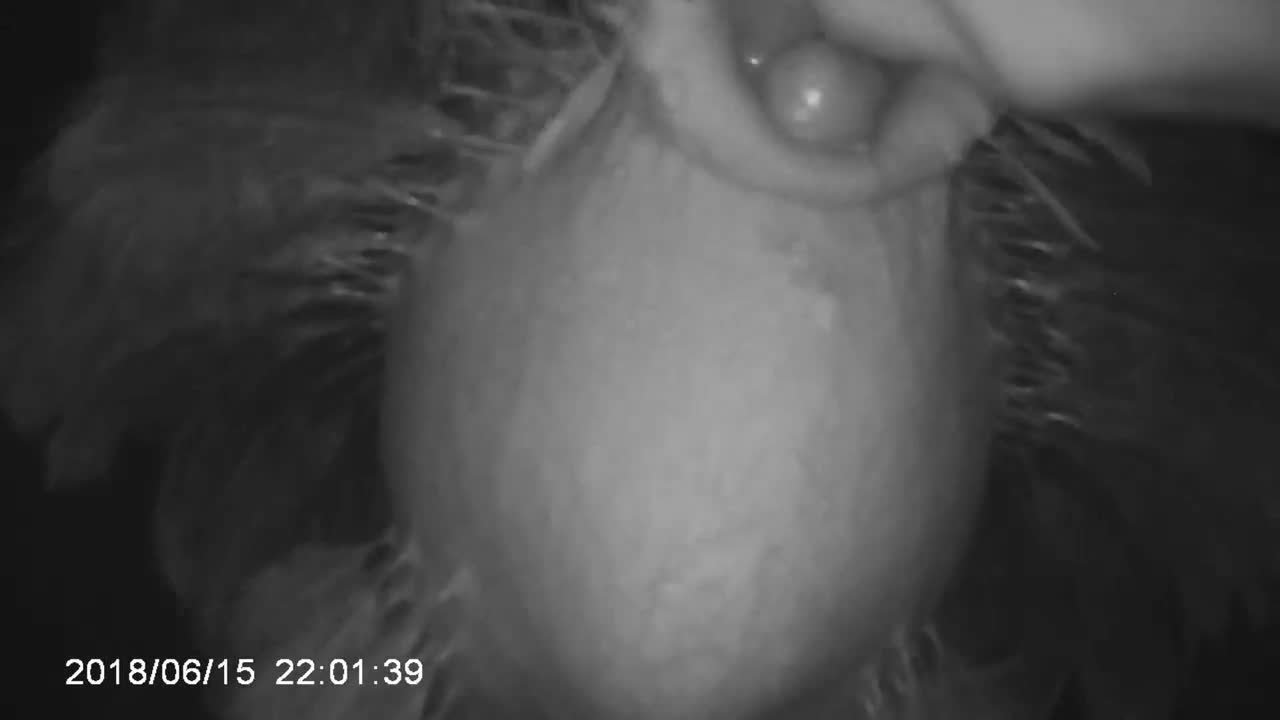 doublefinger fingering f ostrich short HB - Videos - All Bestiality in one  place