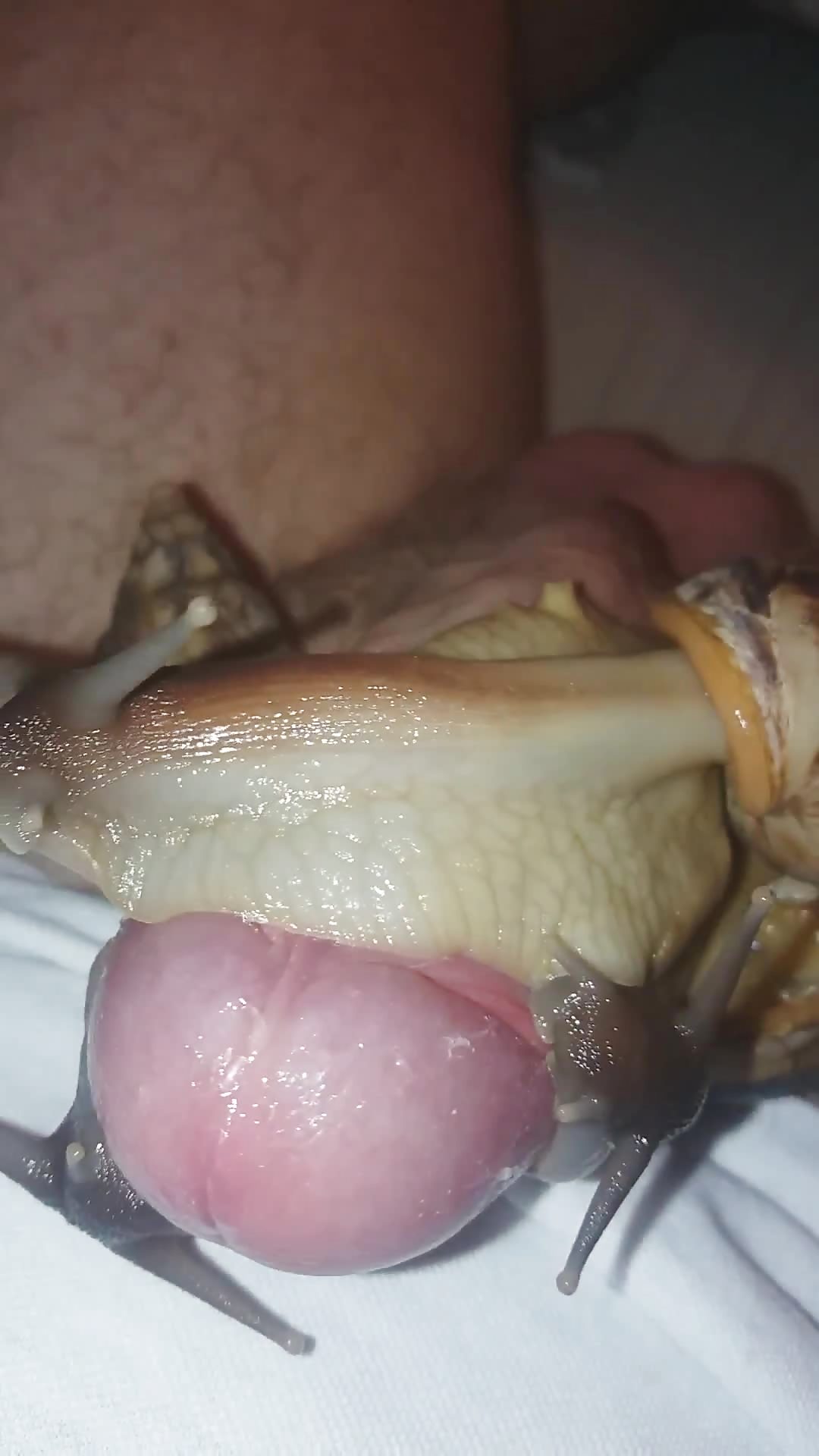 Snail crawling on the man's dick increase his orgasm
