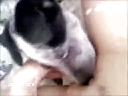 Cute puppy loves to lick his mommy's cunt clean after she cu
