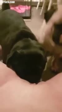 Dog Lick Pussy 1 - ZooSkool Videos - Bestiality sex - Videos - All ...