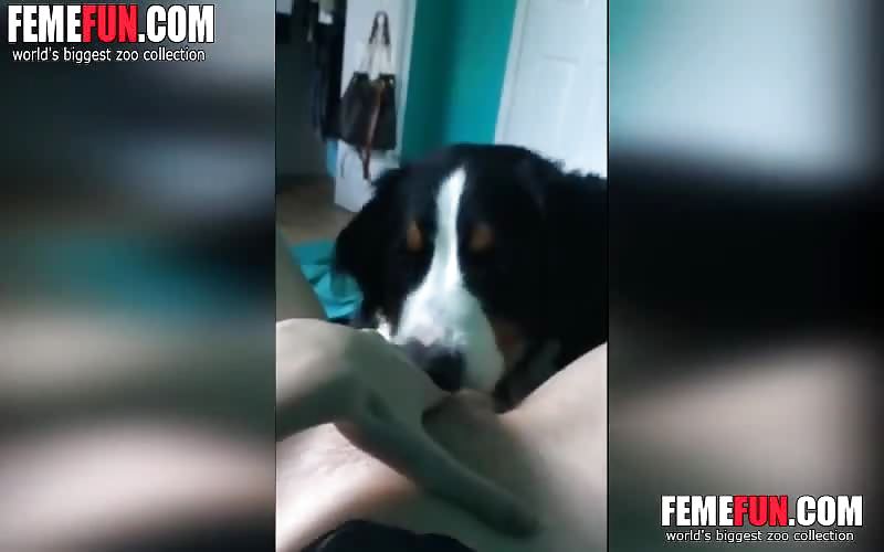 [ Dog licking pussy ] Curious dog exploring a young teens cu