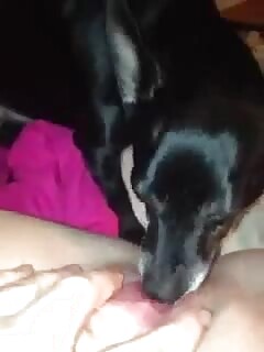 Small dog licking pussy
