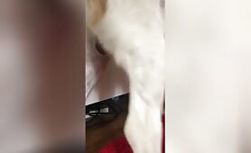 Новое 2 - Video di bestialità di AnimalPorn rocks