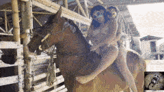 Alison - new girl, haunch, lesbo horse bestiality