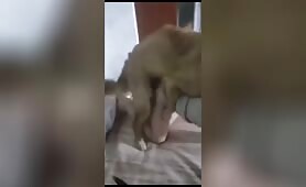 asian girl rape by dog [asian-girl-rape-by-dog]