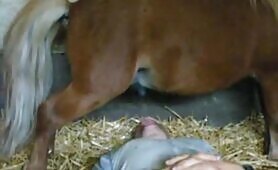 man letting horse piss directly into his mouth and swallowing [man-letting-horse-piss-directly-into-his-mouth-and-swallowing]