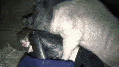 Yasmin - Hog Treat