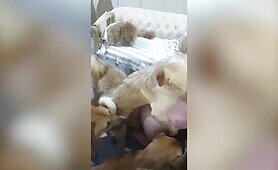WebCam Compilaition - Pack of dogs