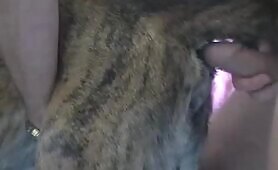 Brindle02