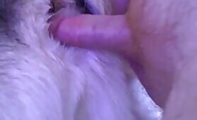 Female Dog Anal 1