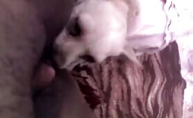 65214 small dog eats girl