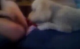 68299 amat two dogs