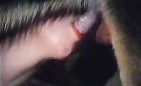 brighteyes and a couple with an alsation