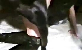 88553 amateur dog sex 1