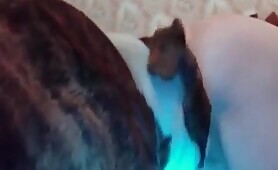 97916 dog gets to eat some ass