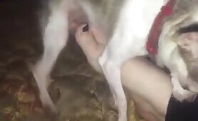 99693 chihuahua fucking licking cum teen girls feet