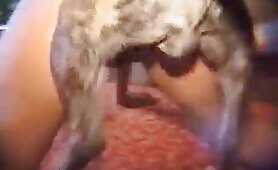 43200 dog fucking the girl