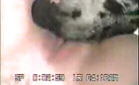 50662 great dane lick