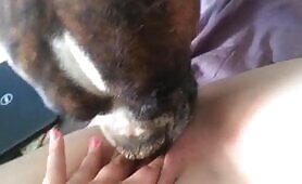 53279 more doggy lick
