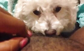 54373 dog licking my pussy