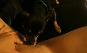 54966 licked lightly ii