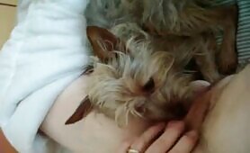 66401 pussy licking pooch